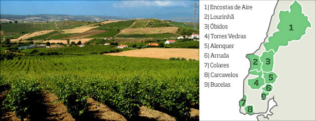 Amazing things you didn’t know about Colares wines and 5 insider tips on what to do in Lisbon’s most magical wine region!